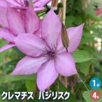 クレマチス バジリスク 花苗 4号/1個売り 花の苗 花木の苗 花木 風車 カザグルマ 鉄線 テッセン