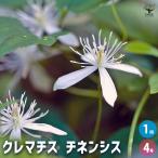 クレマチス チネンシス 花苗 4号/1個売り 花の苗 花木の苗 花木 風車 カザグルマ 鉄線 テッセン