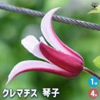 クレマチス 琴子(ことこ) 花苗 4号/1個売り 花の苗 花木の苗 花木 風車 カザグルマ 鉄線 テッセン