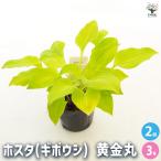 ホスタ(ギボウシ) 黄金丸(こがねまる) 花苗 3号/お買い得2個セット 宿根草 庭園 草花 擬宝珠 ぎぼうしゅ キジカクシ科 リュウゼツラン亜科