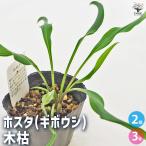 ホスタ(ギボウシ) 木枯 花苗 3号/お買い得2個セット 宿根草 庭園 草花…