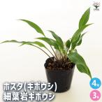 ホスタ(ギボウシ) 細葉岩ギボウシ 花苗 3号/お買い得4個セット 宿根草 …