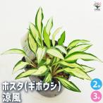 ホスタ(ギボウシ) 涼風(すずかぜ) 花苗 3号/お買い得2個セット 宿根草 庭園 草花 擬宝珠 ぎぼうしゅ キジカクシ科 リュウゼツラン亜科 多年草