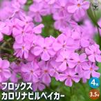 フロックス カロリナビルベイカー 花苗 3.5号/お買い得4個セット ハナシノブ科 フロックス属 耐寒性多年草