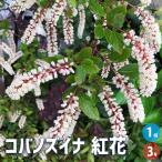 コバノズイナ 紅花 花木苗 3号/1個売り 紅葉 香り 小葉瑞菜 花木 苗 苗木 花の苗 庭植え 地植え 鉢植え ベランダ ガーデニング 花壇 庭園