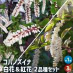 コバノズイナ 白花&紅花セット 花木苗 3号/1個売り 紅葉 香り 小葉瑞菜 花木 苗 苗木 花の苗 庭植え 地植え 鉢植え ベランダ ガーデニング
