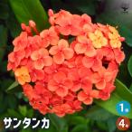 солнечный язык ka Hanaki рассада 4 номер /1 шт продажа . obi растения экзотический Nankoku лето цветок . сырой ... символ tree память . Hanaki рассада саженец цветок. рассада двор ..