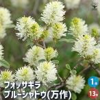 フォッサギラ ブルーシャドウ(万作) 花木苗 13号/1個売り 万作 落葉低木 フォザギラ 記念樹 苗 苗木 地植え 鉢植え ガーデニング 花壇 庭園