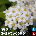 コデマリ ゴールドファウンテン 花木苗 6号/1個売り 小手毬 手毬花 テマリバナ 鈴掛 スズカケ 寄せ植え