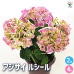 アジサイ ルシール 花木苗 4号/お買い得2個セット あじさい苗 あじさい アジサイ苗 アジサイの苗 紫陽花