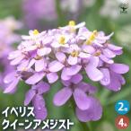 イベリスクイーンアメジスト花木苗4...