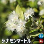シナモンマートル 花木苗 4号/1個売り フトモモ科 半耐寒性 常緑 高木 オーストラリア シナモンギンバイカ グレーマートル グレーギンバイカ
