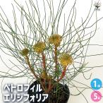 ペトロフィル エリシフォリア 花木苗 5号/1個売り シンボルツリー 記念樹 苗 苗木 花の苗 庭植え 地植え 鉢植え ベランダ ガーデニング 花壇