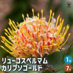 リューコスペルマム カリプソゴールド 花木苗 7号/1個売り 花苗 花の苗 花木の苗 花木 リューコスペルマム ピンクッション レウコスペルマム