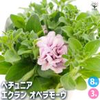 ペチュニアエクランオペラモーヴ花苗...