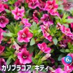 カリブラコア キティ 花苗 3号/お買い得6個セット 非耐寒性多年草(一年草…