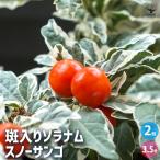 ソラナム スノーサンゴ 花木苗 3.5号/お買い得2個セット ナス科 ナス 常緑 低木 記念樹 苗 苗木 花の苗 庭植え 地植え 鉢植え ベランダ