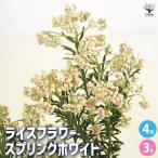 ライスフラワー スプリングホワイト 花木苗 3号/お買い得4個セット 花の苗 花木の苗 花木 ドライフラワー ガーデニング