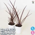 ニューサイラン(入才蘭) ダスキーチーフ 花木苗 3号/1個売り 園芸品種 カラーリーフ 苗木 花木 庭木 植木 庭木 ガーデニング
