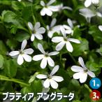 エクボ草 (プラティア アングラータ) 花苗 3号/1個売り 花 切花 花木…