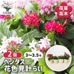 ペンタス 色MIX見計らい 花苗 3〜3.5号/お買い得2個セ