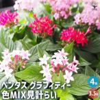 ペンタス グラフィティー 色MIX見計らい 花苗 3.5号/お買い得4個セッ…