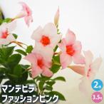 マンデビラ ファッションピンク 花苗 3.5号/お買い得2個セット 花木 花…