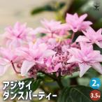 アジサイ ダンスパーティー 花木苗 3.5号/お買い得2個セット あじさい苗 あじさい アジサイ苗 アジサイの苗 紫陽花