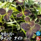 クローバーティントナイト花苗3号/...