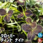 クローバーティントナイト花苗3号/...