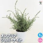 オレアリアシルバーナイト花木苗2....
