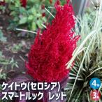 ケイトウ(セロシア) スマートルック レッド 花苗 3号/お買い得4個セット お花の苗 花 生け花 切花 切り花 花木 庭木 庭 庭園 室内 鉢植え