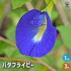 バタフライピー 花木苗 3号/1個売り 常緑 低木 オージープランツ 半耐寒性 黒葉 クローバー シンボルツリー 記念樹 花木 苗 苗木