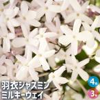 羽衣ジャスミン ミルキーウェイ 花木苗 3号/お買い得4個セット 花苗 花の苗 ジャスミン 寄植え 地植え 鉢植え 庭植え 庭作り 玄関