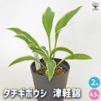 タチギボウシ 黄金のかんざし 津軽錦 花木苗 4.5号/お買い得2個セット 花苗 宿根草 庭園 草花 擬宝珠 ぎぼうしゅ キジカクシ科