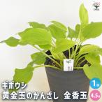 ホスタ(ギボウシ) タマノカンザシ 金香玉 花木苗 4.5号/1個売り 花苗 宿根草 庭園 草花 擬宝珠 ぎぼうしゅ キジカクシ科