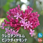 クレロデンドルム ピンクダイヤモンド 花木苗 3.5号/お買い得3個セット …