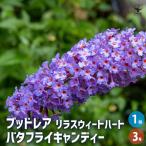 ブッドレア バタフライキャンディー スイートハート 花木苗 3号/1個売り 花の苗 ブッドレア ブットレア 鉢植え 地植え お祝い 育て方 育てやすい