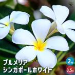 プルメリア苗木 シンガポールホワイト 花木苗 3.5号/お買い得2個セット 花木 花木の苗 花の苗 インディアン・ジャスミン ハイワイアンレイフラワー