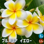 プルメリア苗木 イエロー 花木苗 3.5号/1個売り 花木 花木の苗 花の苗 インディアン・ジャスミン ハイワイアンレイフラワー