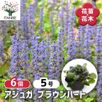 アジュガ ブラウンハート 花苗 3号/お買い得6個セット アユガ 西洋キランソウ 十二単 西洋十二単 Ajuga reptans ガーデニング