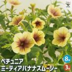 ペチュニアミーティアバナナスムージ...