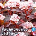 アメリカテマリシモツケ リトルジョーカー 花木苗 5号/1個売り 内皮が何層にも重なって見える樹木が美しく低木で場所を選びません
