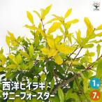 西洋ヒイラギ サニーフォスター 花木苗 7号/1個売り 正月飾り 縁起物 魔除け 鬼門除け 黄金葉 イレックス アメリカヒイラギ ガーデニング