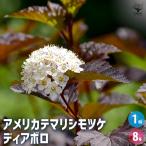 アメリカテマリシモツケ ディアボロ 花木苗 8号/1個売り 内皮が何層にも重なって見える樹木が美しく低木で場所を選びません