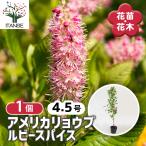 アメリカリョウブ ルビースパイス 花木苗 4.5号/1個売り シンボルツリー 記念樹 花木 苗 苗木 花の苗 庭植え 地植え 鉢植え