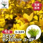 スピレア(シモツケ) ゼンスピリット ゴールド 3〜3.5号/お買い得4個セット 花木の苗 スプレア シモツケ ギフト 贈り物 プレゼント 鉢植え
