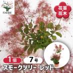 スモークツリー レッド 花木苗 7号/1個売り 煙の木 ケムリノキ ケムリの木 スモークブッシュ ハグマノキ フラワー 花苗 花木