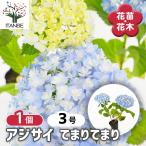 アジサイ てまりてまり 花木苗 3号/1個売り あじさい苗 あじさい アジサイ苗 アジサイの苗 紫陽花
