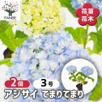 アジサイ てまりてまり 花木苗 3号/お買い得2個セット あじさい苗 あじさい アジサイ苗 アジサイの苗 紫陽花